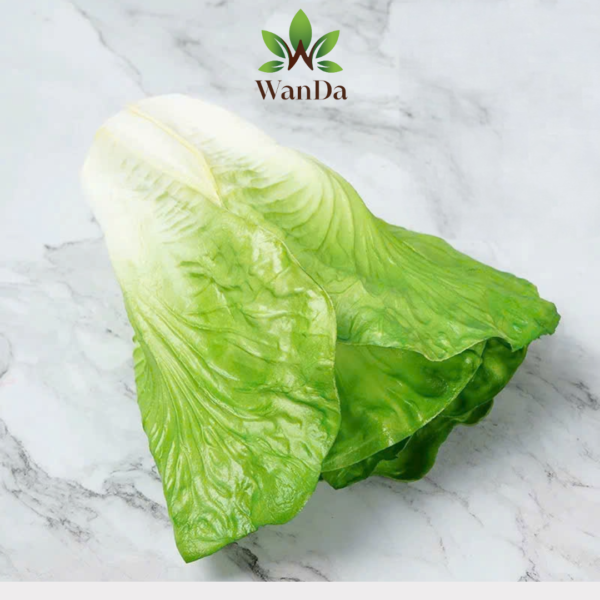 Artificial Lettuce